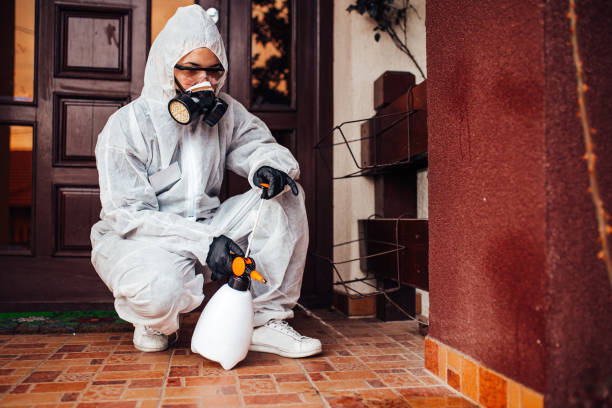 Attic and Crawl Space Rodent Treatment in Laguna Woods