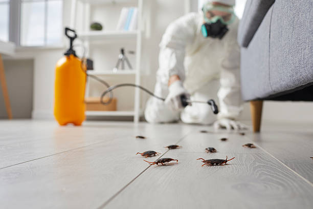 Commercial Rodent Management in Laguna Woods